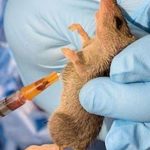 Lassa Fever Delta