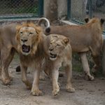 KWS Lang'ata Lions