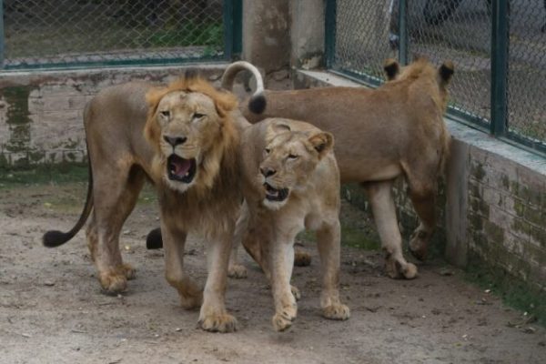 KWS Lang'ata Lions