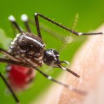 WHO Dengue