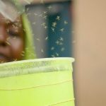 GMO Mosquitoes