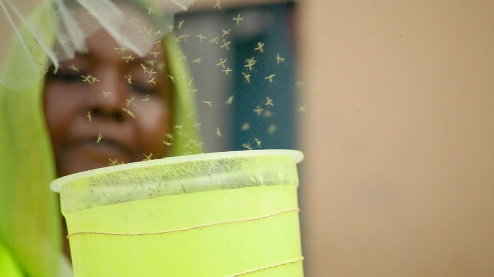 GMO Mosquitoes