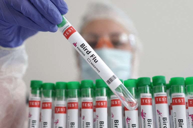 Bird Flu Mexico