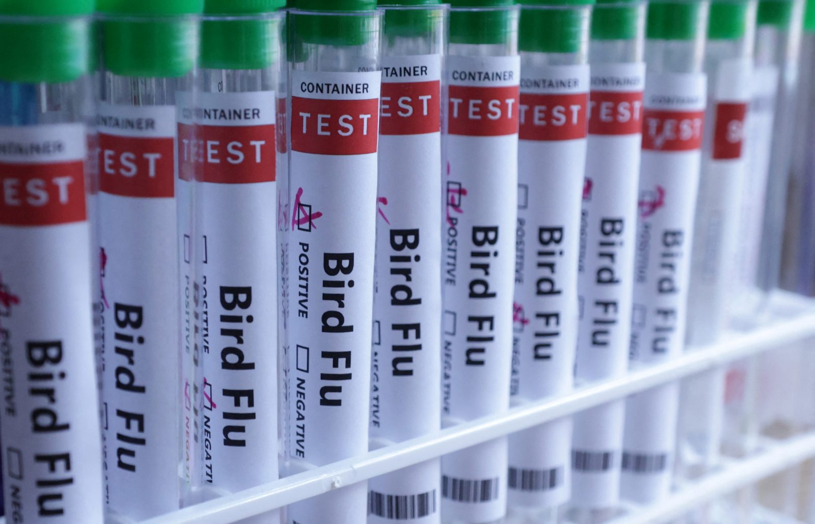 Bird Flu Australia